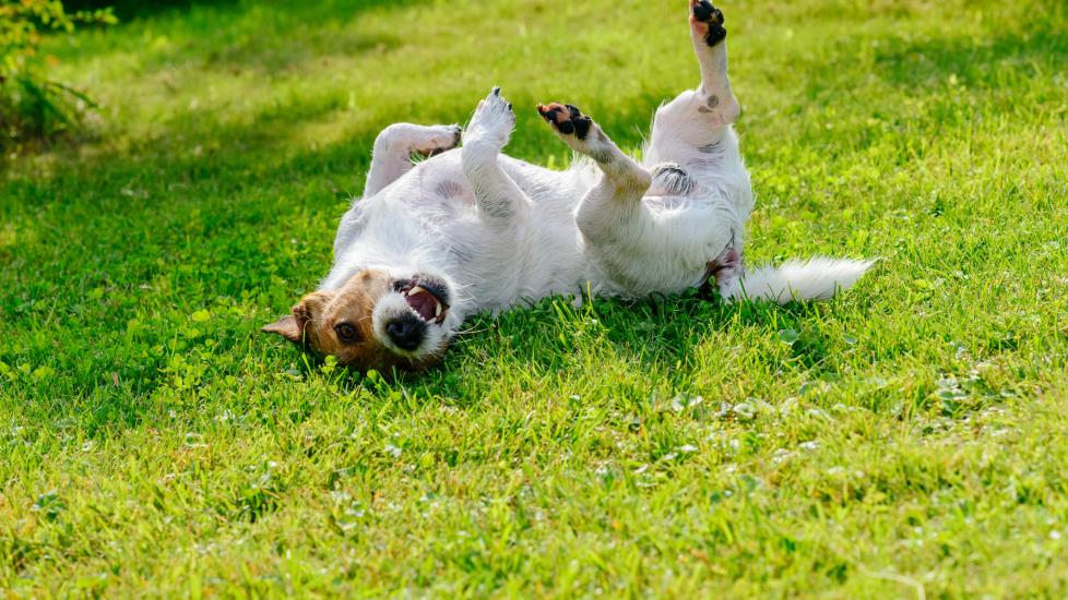 allergies in dogs; a dog scratches his back on the grass. Scratching is a common symptom of allergies in dogs.